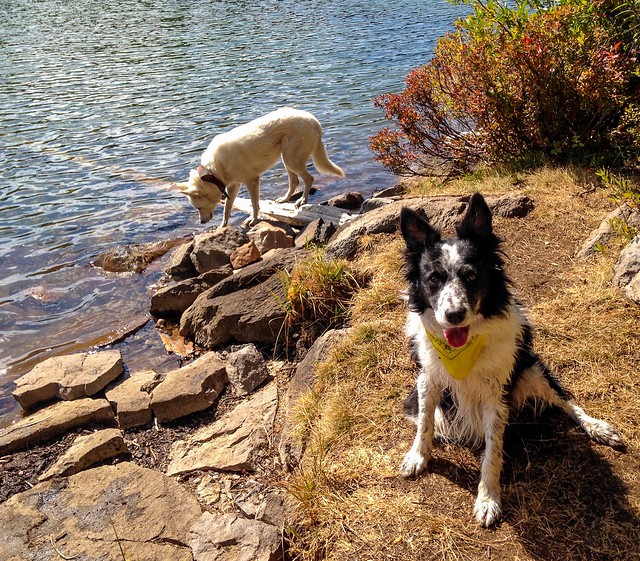 Dogs, Wilderness, Lake
