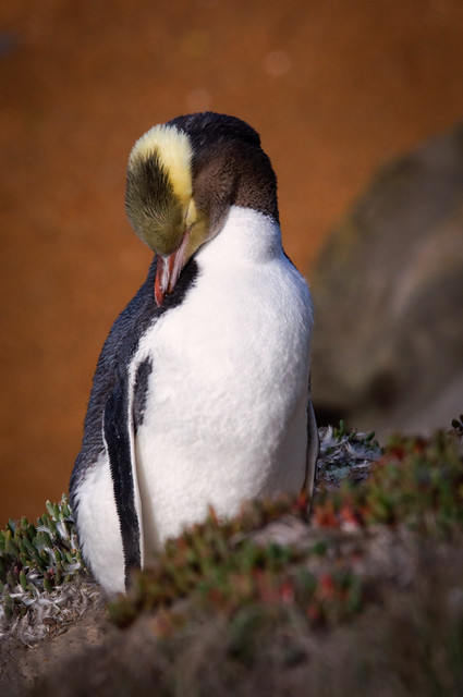 Yellow-eyed Penguin, Katiki Point, Moeraki, Otago, New Zealand