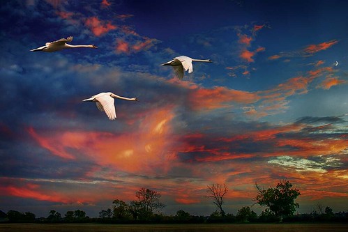 swans birds cresentmoon sky clouds sunset trees field canonef50mmf10lusm dusk ultrafastlens langtoft lincolnshire uk