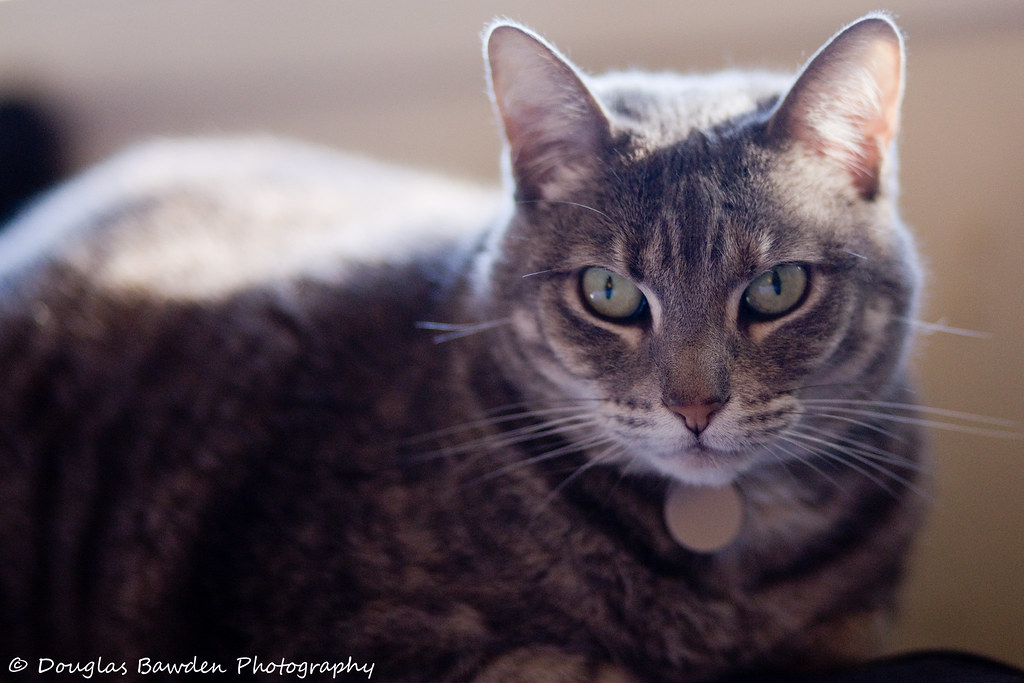Rosie No.1 | Meet Rosie, the most recent addition to the hou… | Flickr