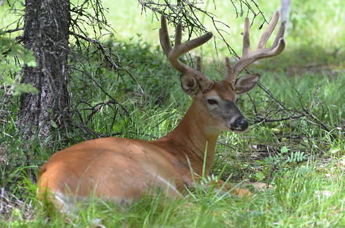 Evan-Thomas Provincial Recreation Area