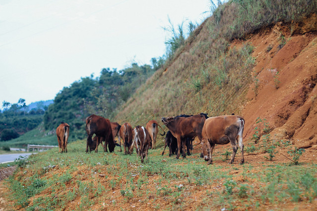 Cattle on Hillside, Sơn La Vietnam