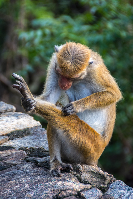 Grooming Toque Macaque, Heritance Kandalama Hotel, Sri Lanka