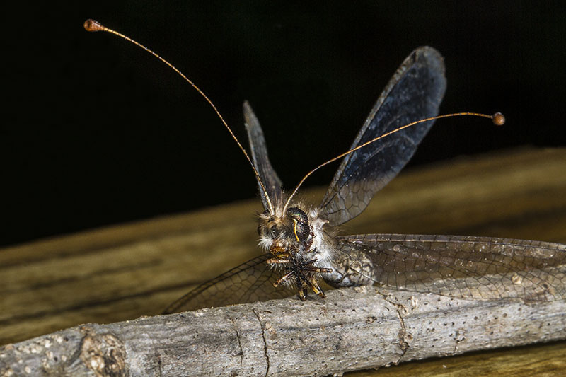 Mosca Buho Ascalaphidae / Mosca Buho / Owl Fly | Flickr