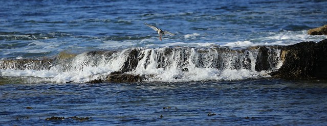 Redshank Incoming Tide Panorama Thurso Caithness Scotland
