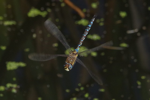 IMGP2061 Migrant Hawker, Rye Meads, October 2014