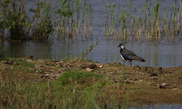 IMGP1394 Lapwing, Ouse Fen, June 2013