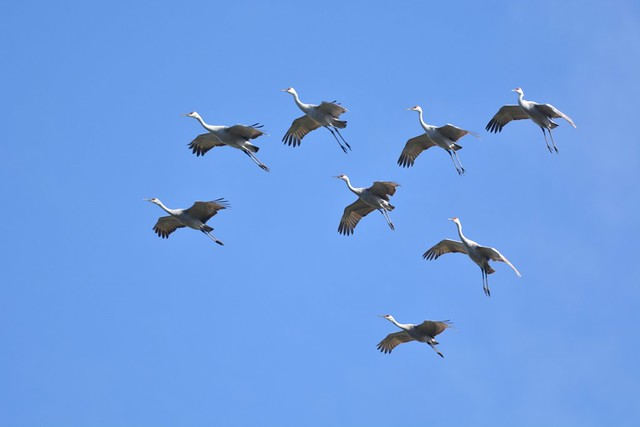 Synchronized Cranes