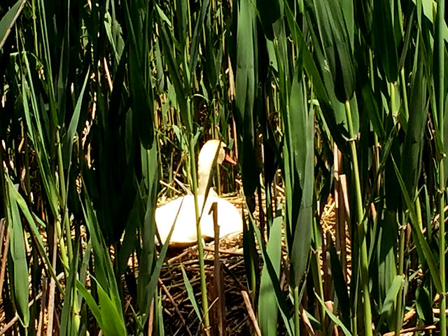 Female Swan sitting on eggs, yesterday