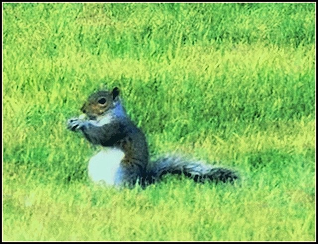 Squirrel - Photo Taken by STEVEN CHATEAUNEUF On July 12, 2016 - This Image Was Cropped And Edited On August 14, 2016