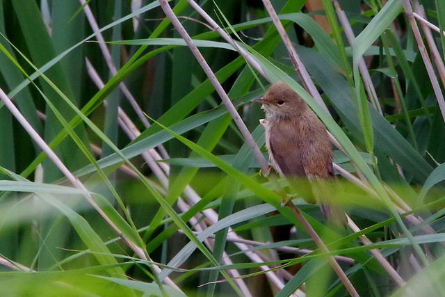IMGP6567 Reed Warbler, Titchwell Marsh, August 2014