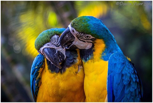Macaw | by Donita Visser