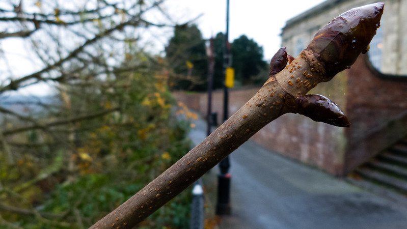Chestnut buds, early December