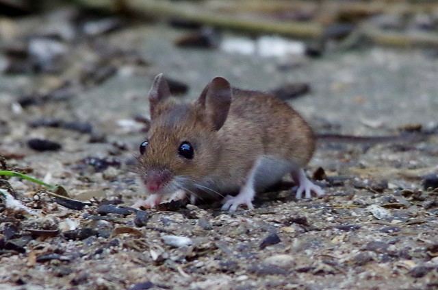 IMGP1015 Wood Mouse, Bar Hill, January 2015