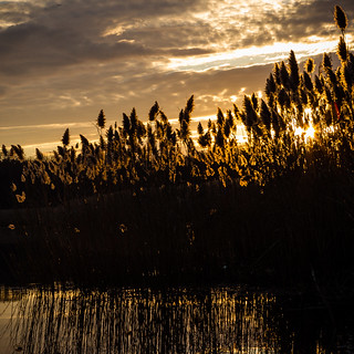 Marsh Grass Dawn