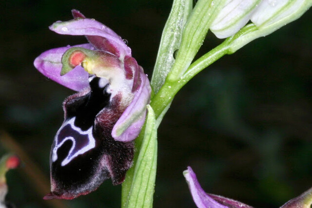 Rhodes 2008/ Hybride Ophrys ferrum-equinum x reinholdii
