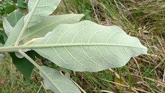 Solanum mauritianum leaf underside
