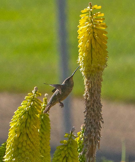 Hummingbird Tuesday