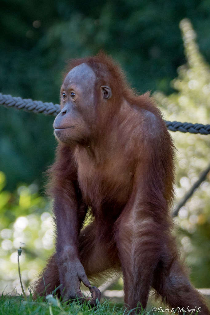 Sumatra-Orang-Utan / Sumatra orangutan