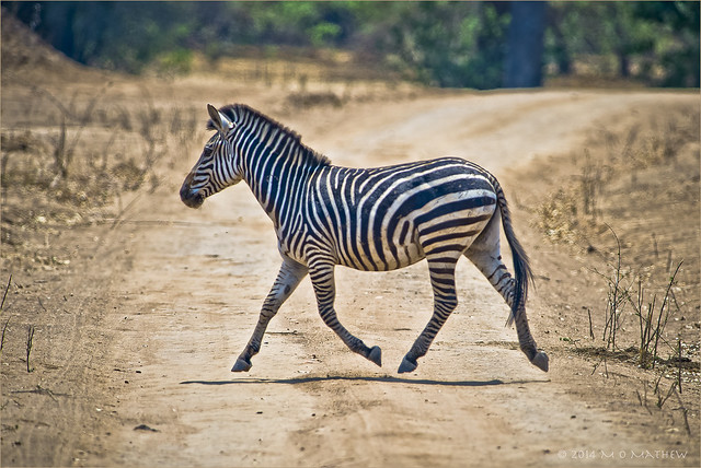 Zebra Crossing...!!
