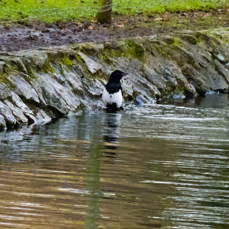 Magpie, bathing