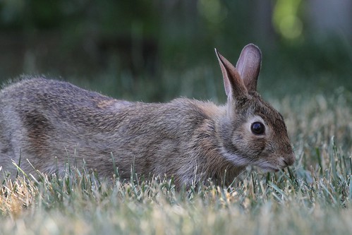life wild ontario canada bunny nature grass animal fur mammal backyard wildlife ears canadian bowmanville cottontail easterncottontail