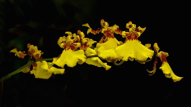Oncidium Orchid (Dancing Ladies)