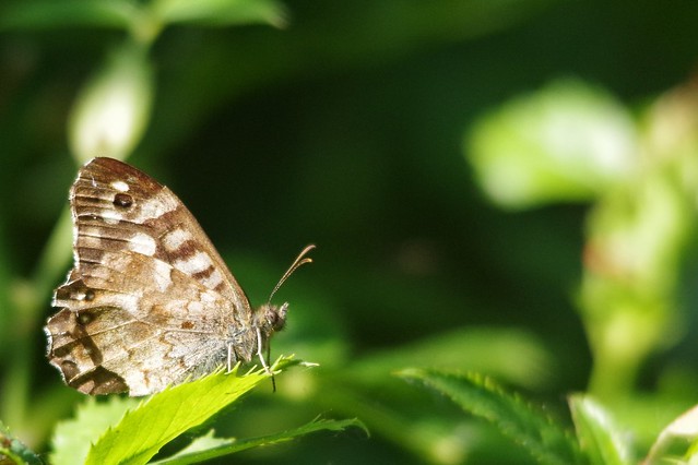 IMGP3319 Speckled Wood, Fowlmere, July 2013