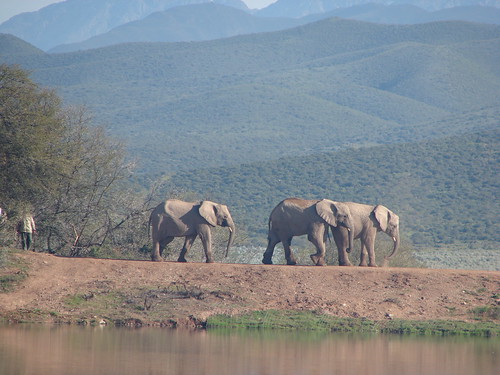 africa elephant southafrica walk wildlife drakensberg