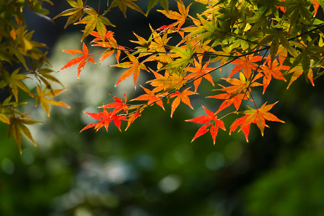 Leaves in sunshine / 日差しの紅葉