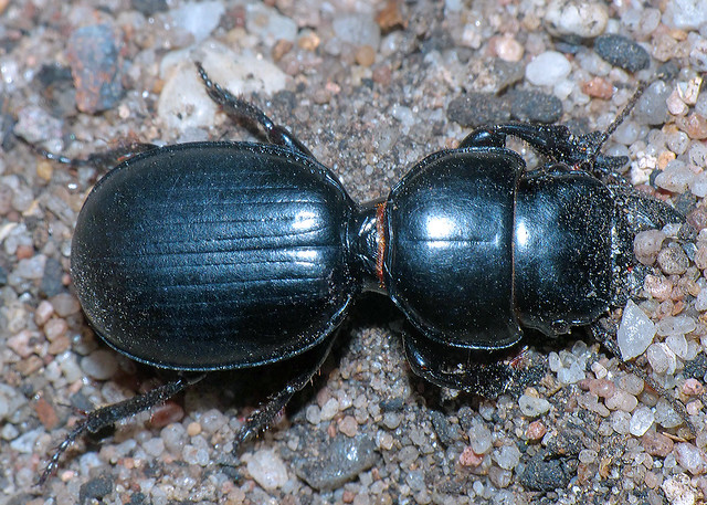 Ground-beetle Scaraphites rotundipennis