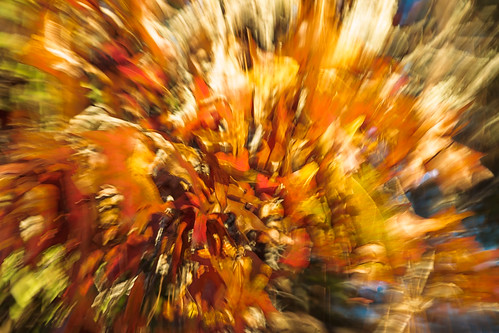 thanksgiving november autumn abstract color fall nature leaves canon turkey georgia leaf explosion impressionism 2014 bloomingdale canon70200mm canon7d