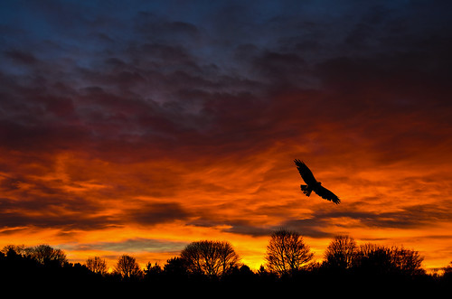 sunset red sky orange cloud silhouette dusk norfolk raptor commonbuzzard