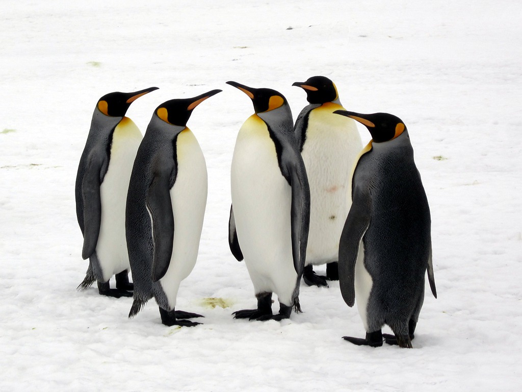 King Penguins