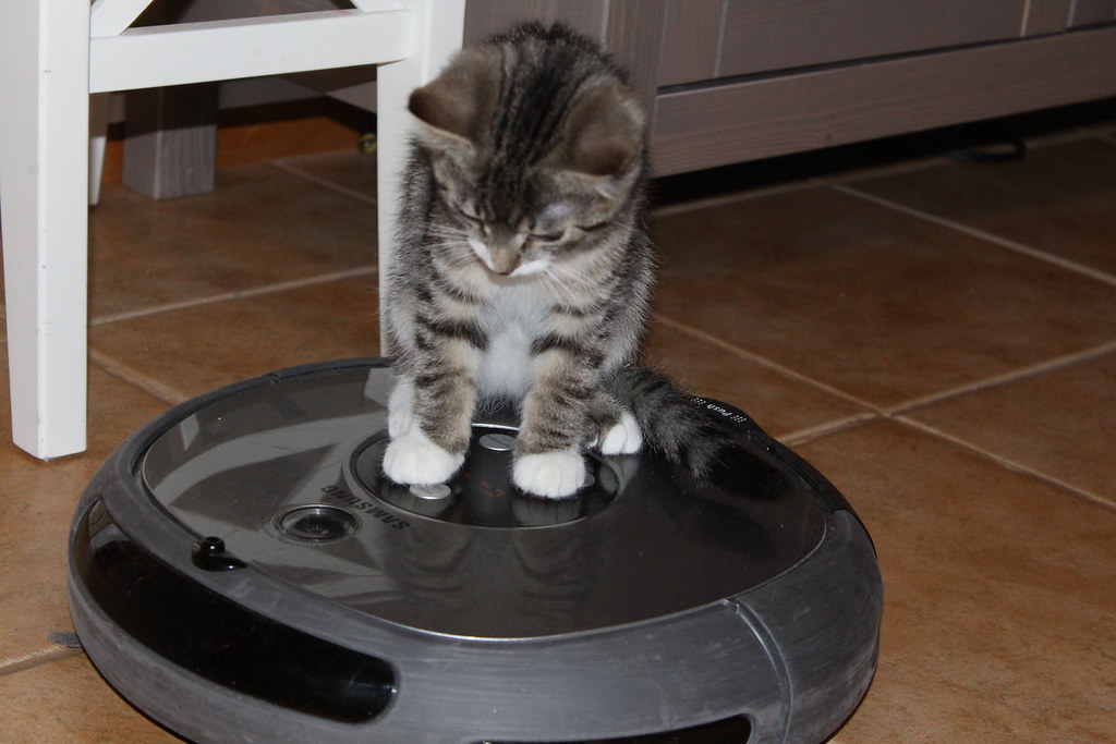 A striped kitten perches on top of a roomba