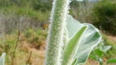 Solanum mauritianum woolly stem