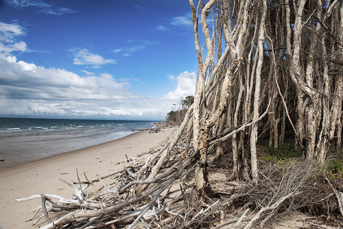 trees beach landscape erosion bribieisland paperbark cloudyday redbeach paperbarkforest nikond800 melaleukatrees