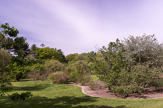 The Arnold Arboretum of Harvard University, May 21, 2016
