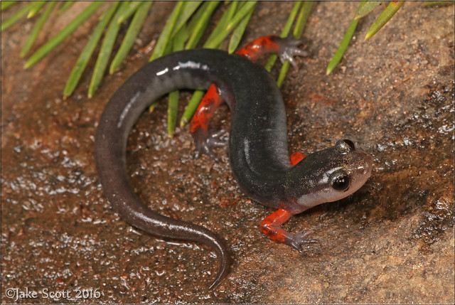 Cheoah Bald Salamander (Plethodon cheoah)