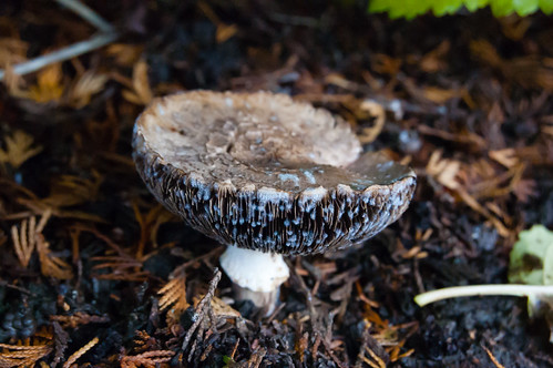 Mouldy mushroom