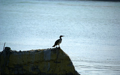 Cormorant on the shore in Byala (AP4H6919 1PP)