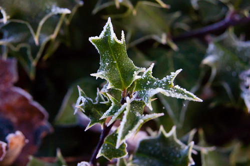 Frost-edged holly leaves