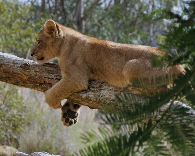 African Lion cub - getting comfortable