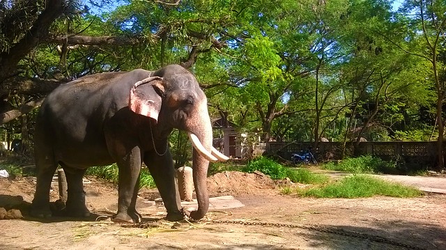 ao-pic-kerala-elephant