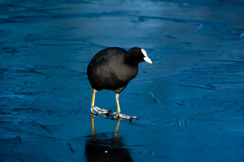Coot on a slippy stroll