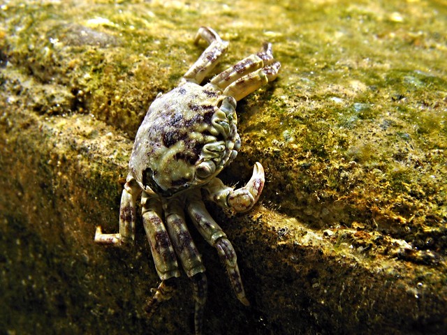 crab (explore)