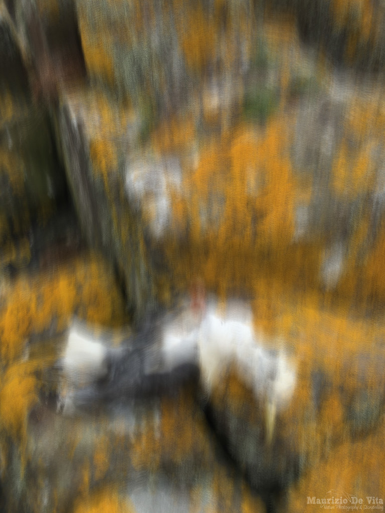 Requiem