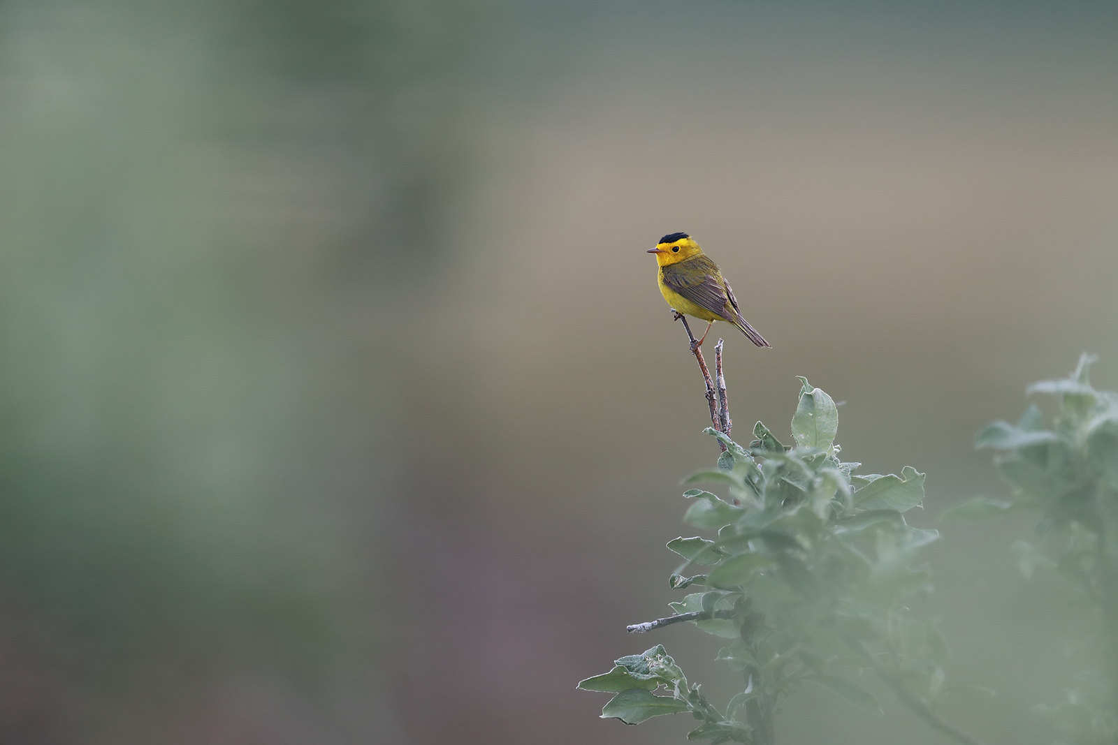 Cardellina pusilla | Wilson's Warbler | svartkronad skogssångare