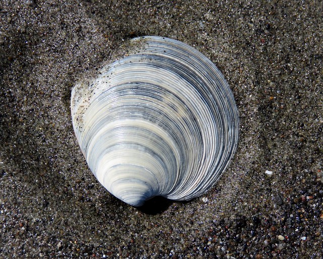 Beach treasure  [shells#24]