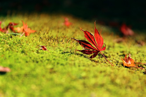autumn moss fallenleaves redmapleleaves
